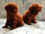 SÜPER TOY POODLE BEBEKLERİMİZ