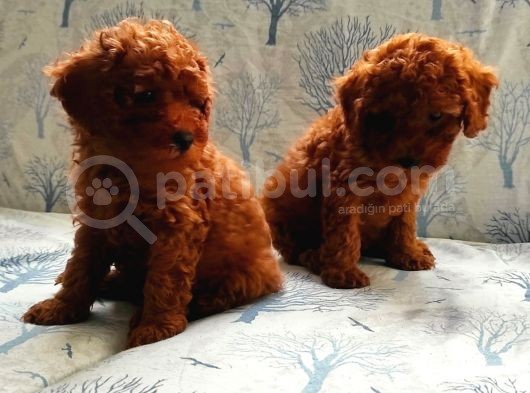 Süper Toy Poodle Bebekleri̇mi̇z