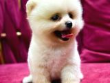 Teddy Bear Pomerian Yavrularımız Dişi Ve Erkek