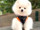 Show Kalite Pomeranian Boo Yavrular