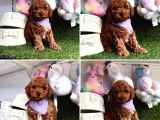 TOY POODLE YAVRULARIMIZ GELMİŞTİR