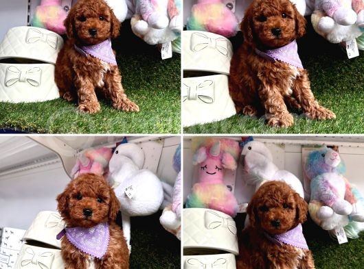 Toy Poodle Yavrularimiz Gelmi̇şti̇r