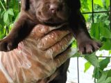 Chocolate Labrador Yavrularim