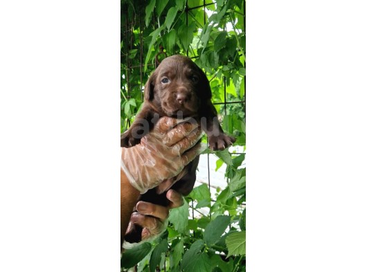 Chocolate Labrador Yavrularim görsel