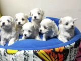 Pamuk gibi maltese terrier yavrular