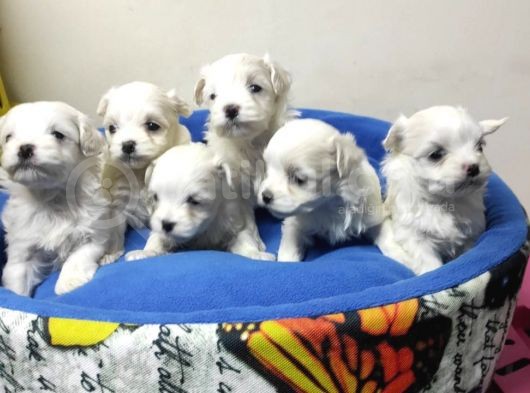 Pamuk Gibi Maltese Terrier Yavrular