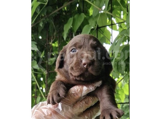 Chocolate Labrador Yavrularim