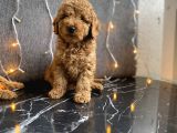 Kızıl Toy Poodle Yavrular