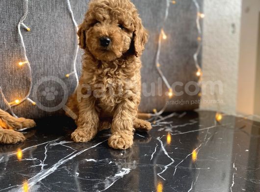 Kızıl Toy Poodle Yavrular görsel