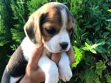 Elizabet Beagle Yavrularımız
