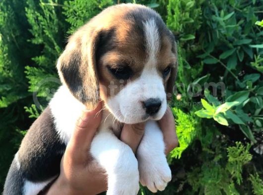 Elizabet Beagle Yavrularımız görsel