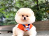 Show Kalite Pomeranian Boo Yavrular
