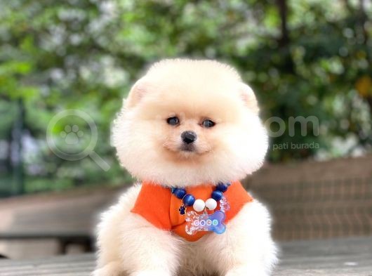 Show Kalite Pomeranian Boo Yavrular görsel