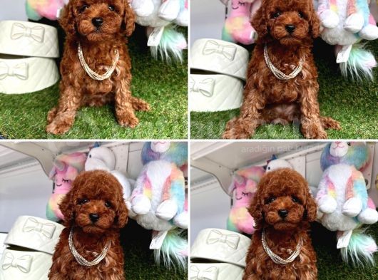 Show Kalite Toy Poodle Yavrular