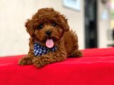 Show Kalite Toy Poodle Yavrular