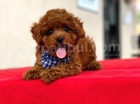 Show Kalite Toy Poodle Yavrular