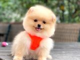 Show Kalite Pomeranian Boo Yavrular
