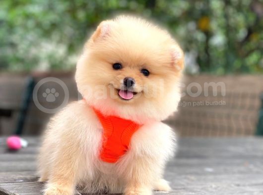 Show Kalite Pomeranian Boo Yavrular