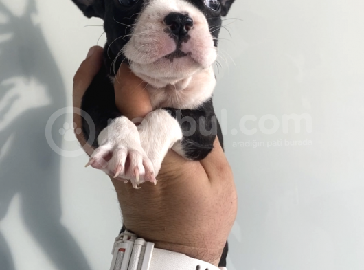 Muhteşem Anatomi̇ French Bulldog Bebeği̇mi̇z görsel