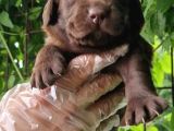 Chocolate Labrador Yavrularim