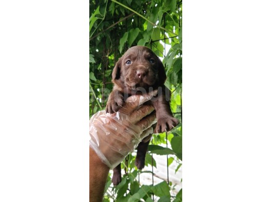 Chocolate Labrador Yavrularim görsel