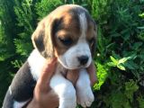 Elizabet beagle yavrularımız