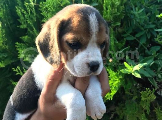 Elizabet Beagle Yavrularımız