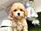 Anne Altından Maltipoo Yavrularımız Dişi Ve Erkek