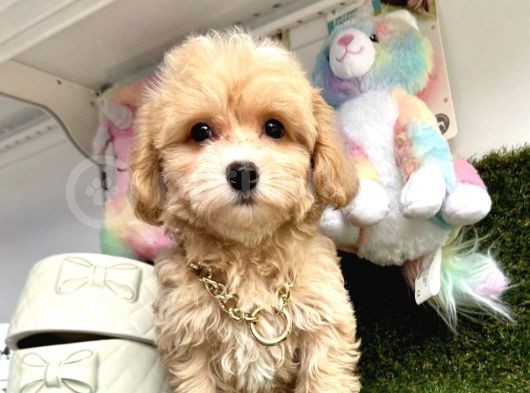 Anne Altından Maltipoo Yavrularımız Dişi Ve Erkek