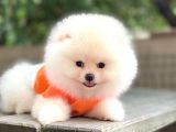 Show Kalite Pomeranian Boo Yavrular