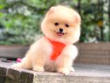 Show Kalite Pomeranian Boo Yavrular