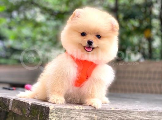 Show Kalite Pomeranian Boo Yavrular görsel