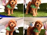 Süper Toy Poodle Bebekleri̇mi̇z