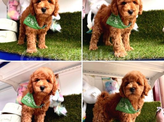 Süper Toy Poodle Bebekleri̇mi̇z görsel