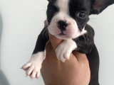 Muhteşem Anatomi̇ French Bulldog Bebeği̇mi̇z