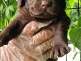 Chocolate Labrador Yavrularim