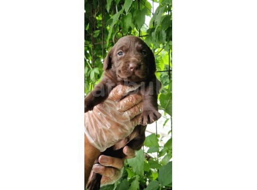 Chocolate Labrador Yavrularim görsel