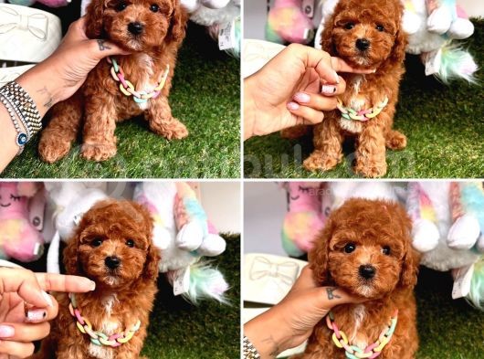 Süper Toy Poodle Bebekleri̇mi̇z görsel