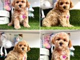 ORJİNAL MALTİPOO BEBEKLERİMİZ