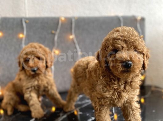 Kızıl Toy Poodle Yavrular