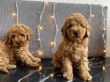Kızıl Toy Poodle Yavrular