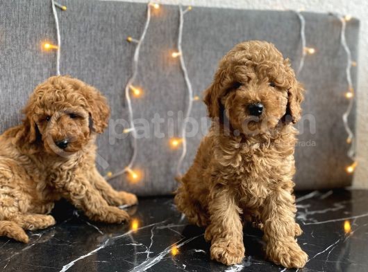 Kızıl Toy Poodle Yavrular görsel