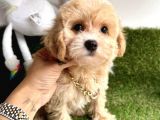 Anne Altından Maltipoo Yavrularımız Dişi Ve Erkek