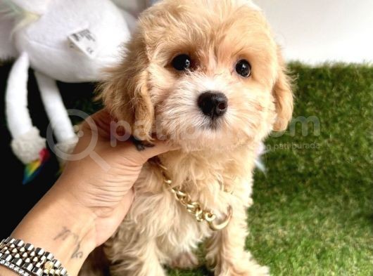 Anne Altından Maltipoo Yavrularımız Dişi Ve Erkek görsel