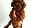 Süper Toy Poodle Bebekleri̇mi̇z