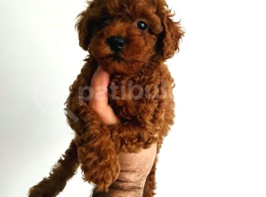 Süper Toy Poodle Bebekleri̇mi̇z görsel