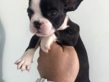 MUHTEŞEM ANATOMİ FRENCH BULLDOG BEBEĞİMİZ