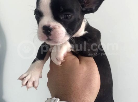 Muhteşem Anatomi̇ French Bulldog Bebeği̇mi̇z