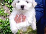 Muhteşem Maltese Bebekler