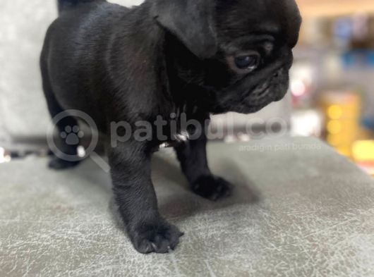 Safkan Pug Mops Bebekler